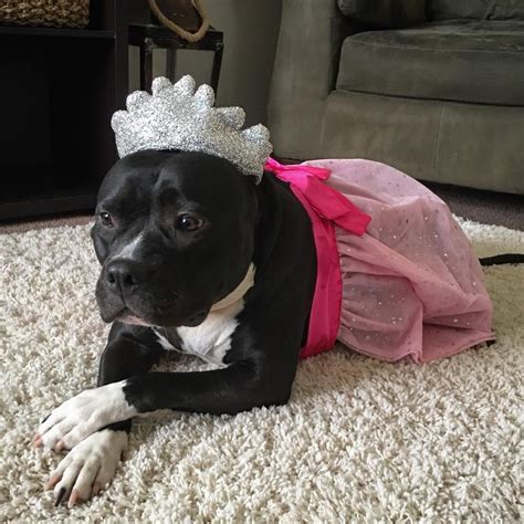 Pit Bull Halloween Costumes | POPSUGAR Pets | Pitbulls, Pitbull ...