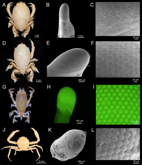 Crabes Au Microscope Crab Zoea Slide, W.m. | Crab's First Larval Stage