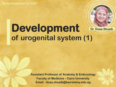 SOLUTION: Development of urogenital system 1 - Studypool