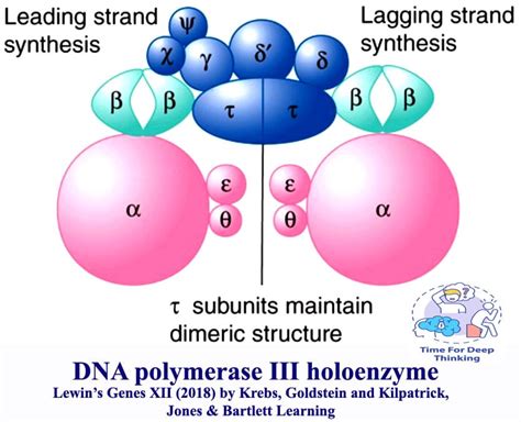 Image result for DNA Replication Multiple Choice Questions
