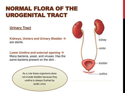 What Is Mixed Flora In Your Urine at Jody Featherston blog