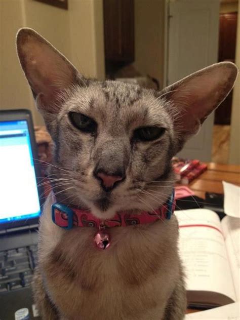 Image result for Cat Sitting at Computer