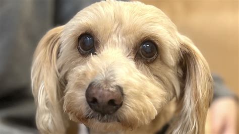 Wiggles - 15/10 Foundation