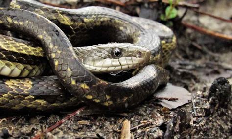 Examples Of Non Poisonous Snakes