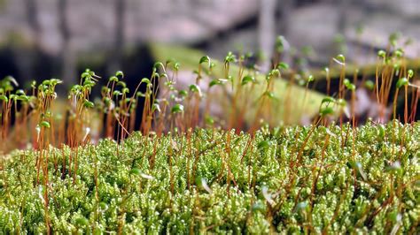 Middle Creek Park Trail 1 Loop — Kentucky Hiker