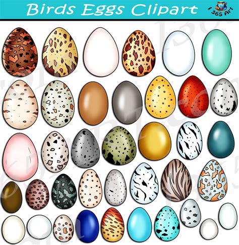 Dozen Eggs Clip Art