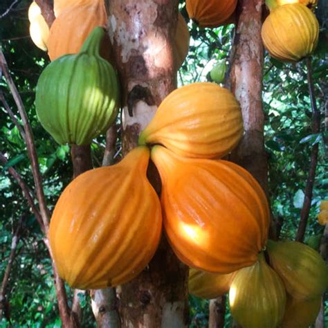 Giant Mulchi Fruit Plants (Plinia Inflata "Giant") – veliyathgardens