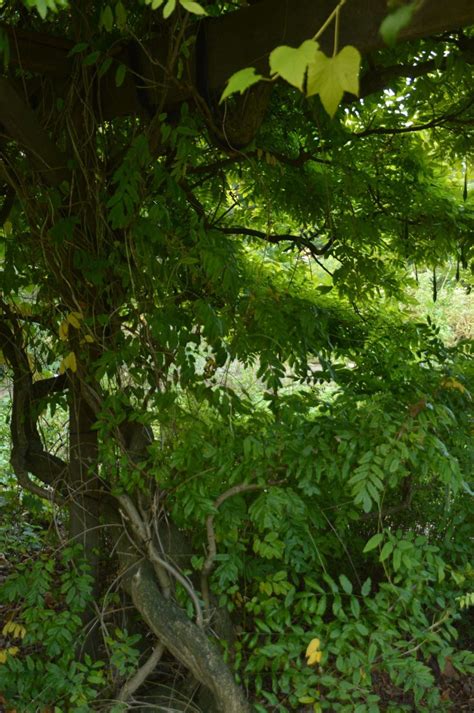 Wisteria floribunda - Blauwe regen, Japanese wisteria, フジ fuji | Hortus ...