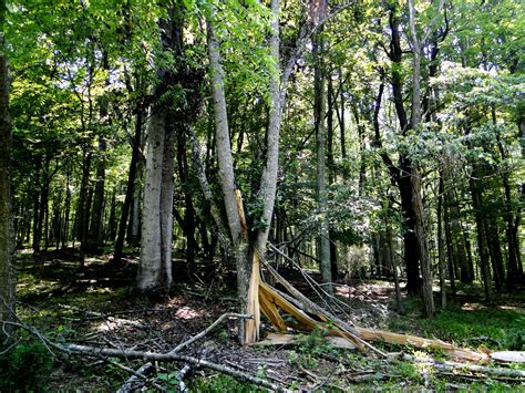 Exploding Trees Video 的图像结果
