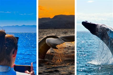 Best Santa Barbara Whale Watching Tours (2024)