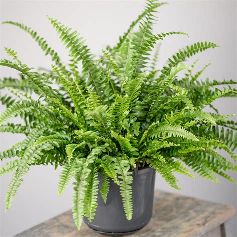 Potted Nephrolepis Boston Fern Indoor Decorative House Gift Plant ...