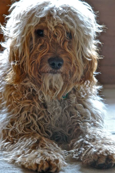 Image result for Cockapoo Grooming Kit