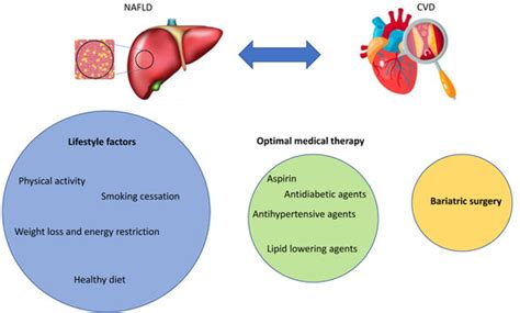 NAFLD and Cardiovascular Diseases: Epidemiological, Mechanistic and ...