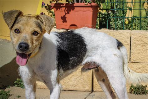 Sonic SOS 的图像结果