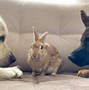 Image result for Cute Turtle and Bunny