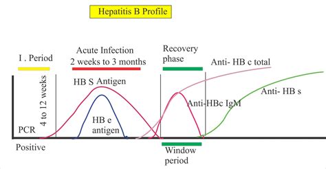 慢性HBV感染的自然史分为哪几期？各有何特点？_腾讯新闻