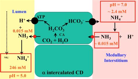 Pallone- Acid-Base physiology, a tale of NH3 | University of Maryland