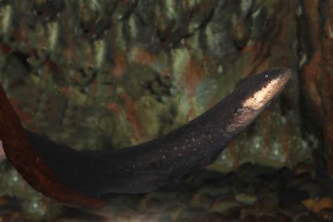 Freshwater Eel: Families, Species, Care, And More - Aquariadise