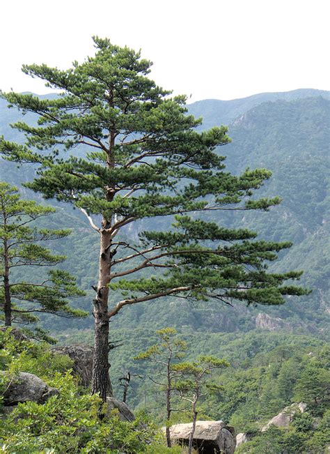 Pine Tree Leaves Scientific Name