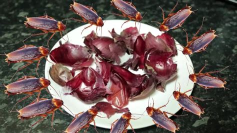 How to Make a Cockroach Trap 的图像结果