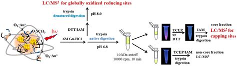 Identifying Reducing and Capping Sites of Protein-Encapsulated Gold ...