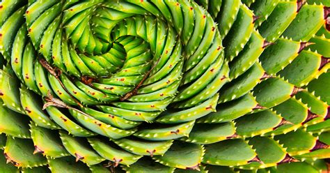 Image result for Math Nature