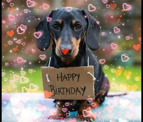 101 funny happy birthday dog memes for paw lovers everywhere – Artofit