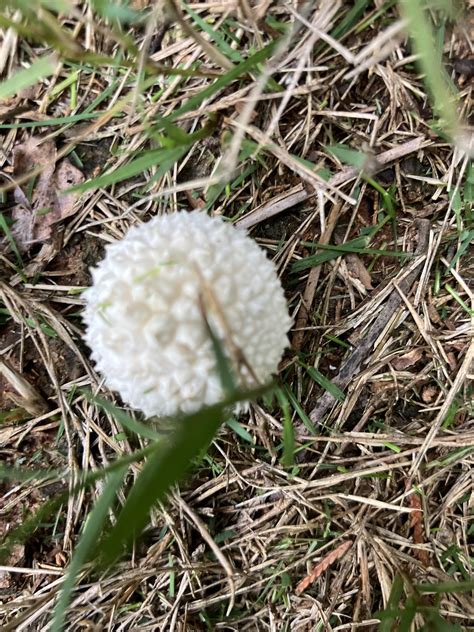 Is this a Brown Widow Egg Sac? : r/whatsthisbug