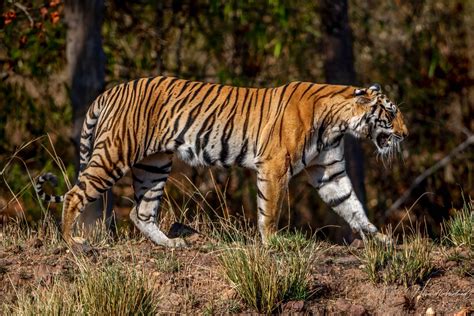 Image result for South African Python Snake