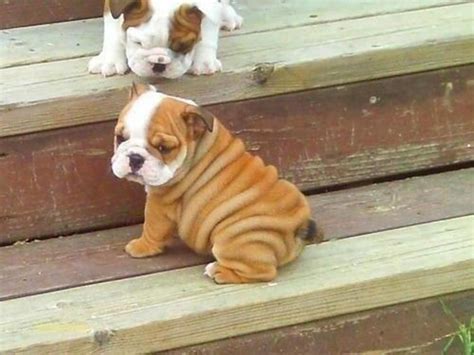 The cutest little wrinkles! | Baby animals, Cute animals, Cute baby animals