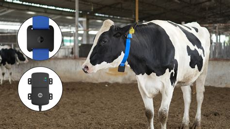 Lumpy Skin Disease in India: What Dairy Farmers Need to Know ...