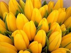 significato fiori tulipani significato fiori tulipano linguaggio dei fiori significato fiori tulipani significato fiori tulipano linguaggio dei fiori