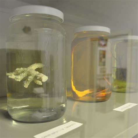 VIRUS ESCAPE - All You Need to Know BEFORE You Go 2026 (with Photos ...