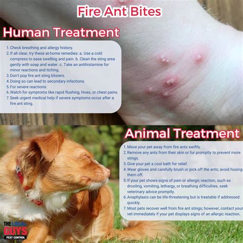 Are Fire Ants Dangerous? | 13 11 05 | The Local Guys Pest Control