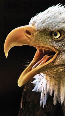 iphone black eagle wallpaper hd eagle iphone wallpaper hd iphone black eagle wallpaper hd eagle iphone wallpaper hd
