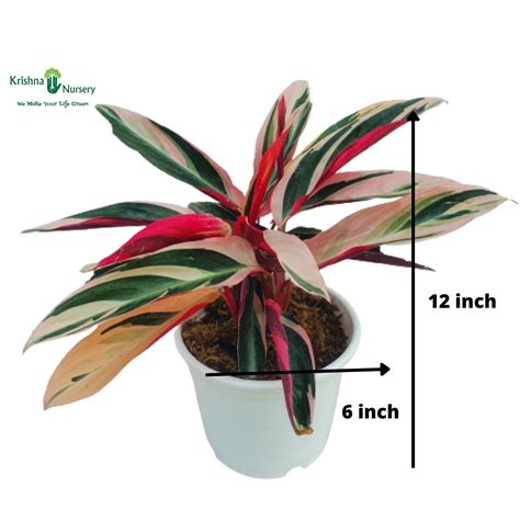 Marigold Plant (Any Color)