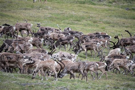 Caribou herds in Arctic Alaska tundra areas are on opposite trends ...