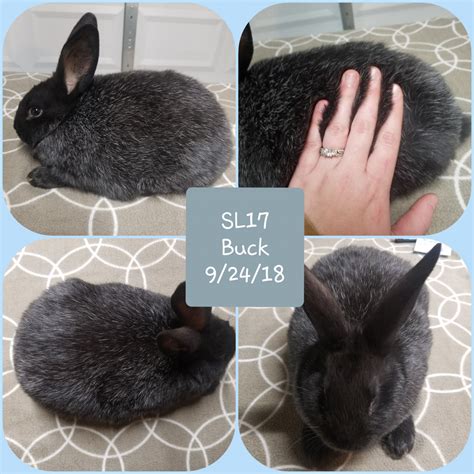 Silver Fox rabbit Rabbits For Sale | Palmyra, MI #286436