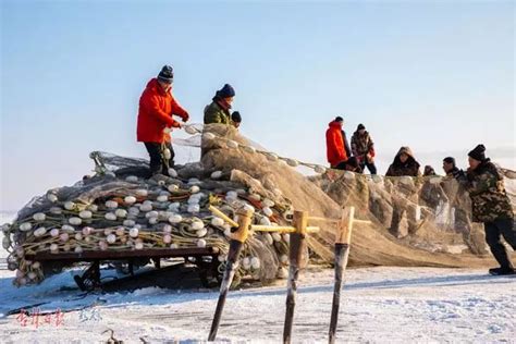 凿穿半米厚冰层捕鱼 黑龙江长岭湖67斤头鱼出水|捕鱼|长岭湖|冬捕_新浪新闻