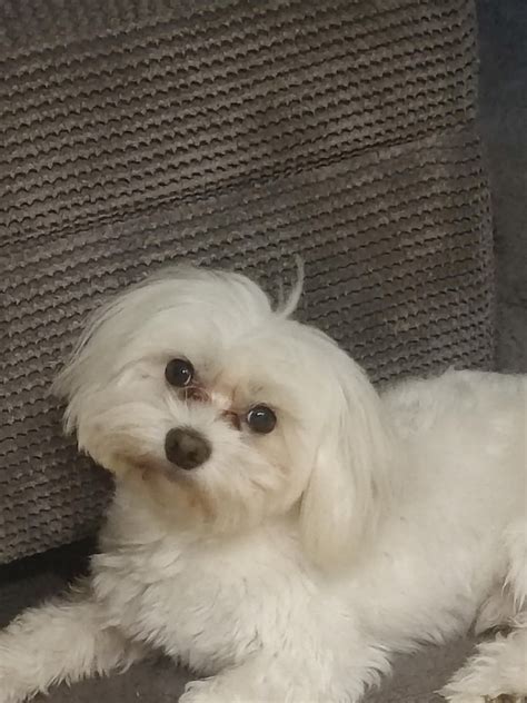 Mylo or Dipsy from Teletubbies? 🤣 I wonder where he got that nickname ...