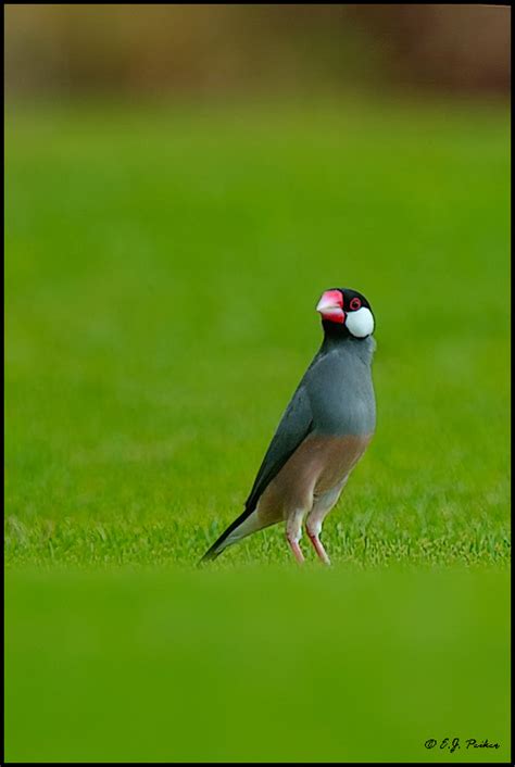 Java Sparrow Calls 的图像结果