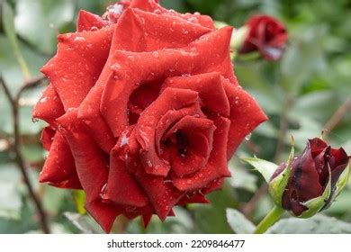 Image result for Implementation of Identity Control