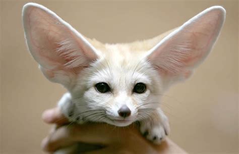 What Exotic Animals Can You Own In Hawaii at Mark Beaman blog