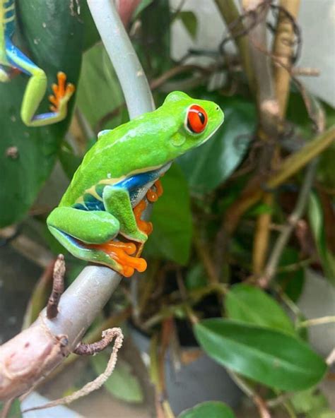 Image result for Many Tree Frogs