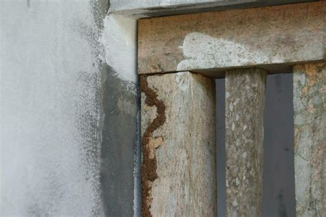 Termites at Windows 的图像结果