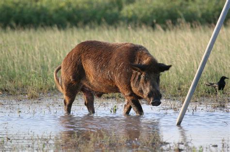 The ins and outs of feral hog hunting in Texas