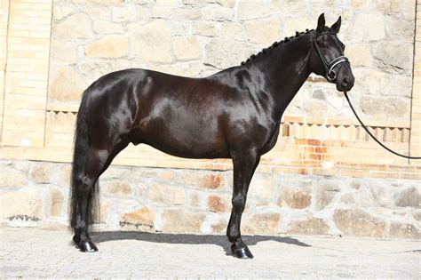 Inquiring Minds: Is a Quarter Horse a Warmblood? - Horse Rookie