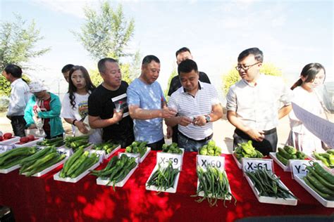 我县举办大漠蔬菜辣椒品牌品鉴评比活动 - 定边县人民政府