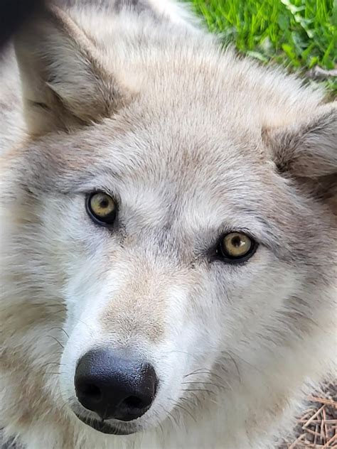 Exhibits Menominee Park Zoo - City of Oshkosh