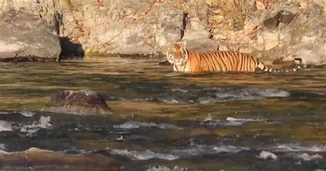 Caught on camera: Tiger crossing the Ramganga river in Jim Corbett ...